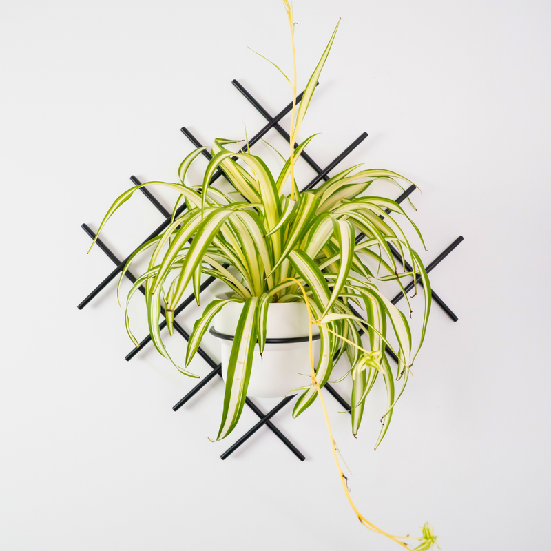 Kwietnik wiszący Pilo Verdi