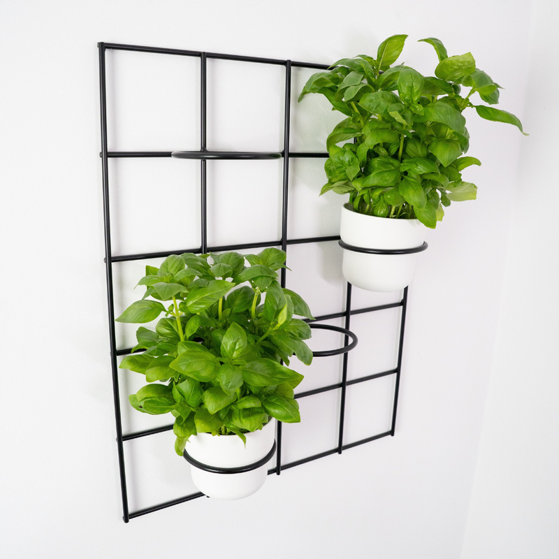 Kwietnik wiszący Plantis